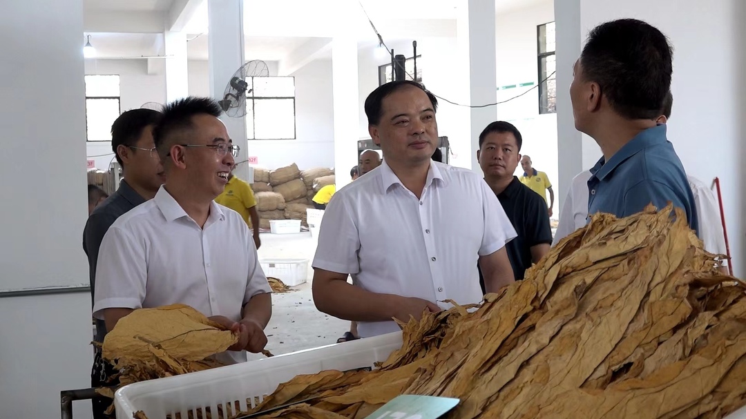 大兴调查研究 | 李志强调研烟叶收购工作