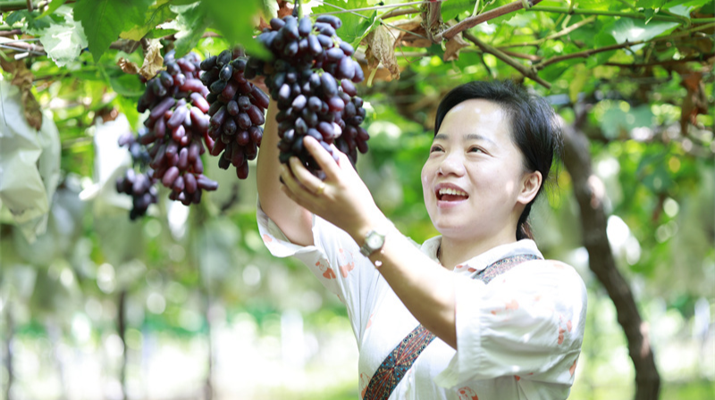 庆丰收 促和美|桂阳： “月光之泪”新鲜上市，让果农笑开颜