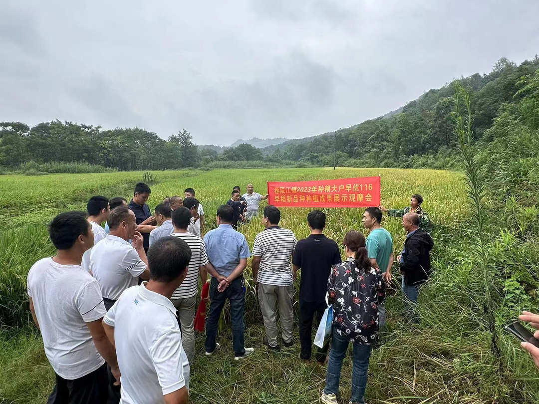 舂陵江镇开展旱稻新品种种植成果观摩交流活动