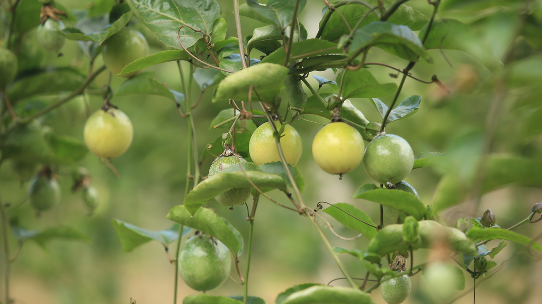庆丰收 促和美  | 荒山结出“黄金果”   果农收获“甜蜜经济”