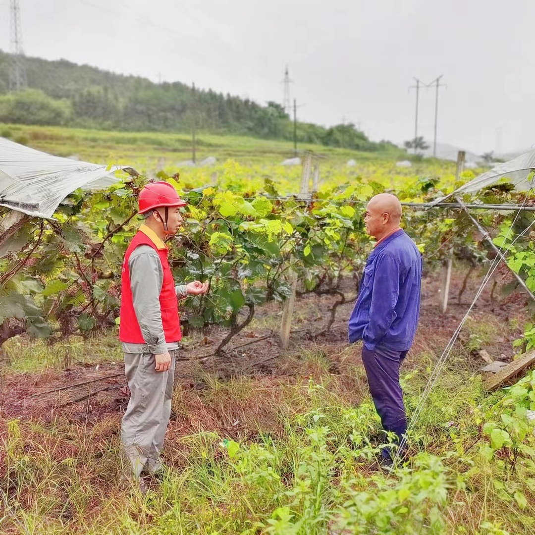 国网桂阳县供电公司：村网共建“电”亮种植业，“葡”写致富路
