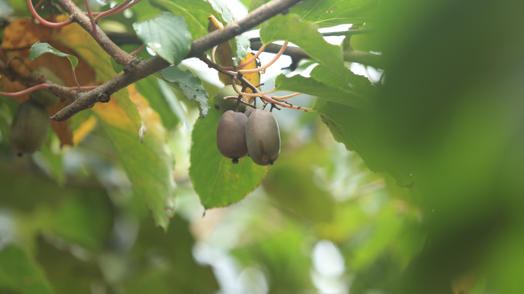 桂阳：高山猕猴桃丰收 “绿果子”种出好日子