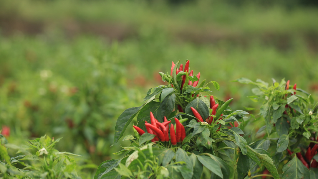 桂阳：“订单”五爪辣丰收 “火红”产业带来红火生活