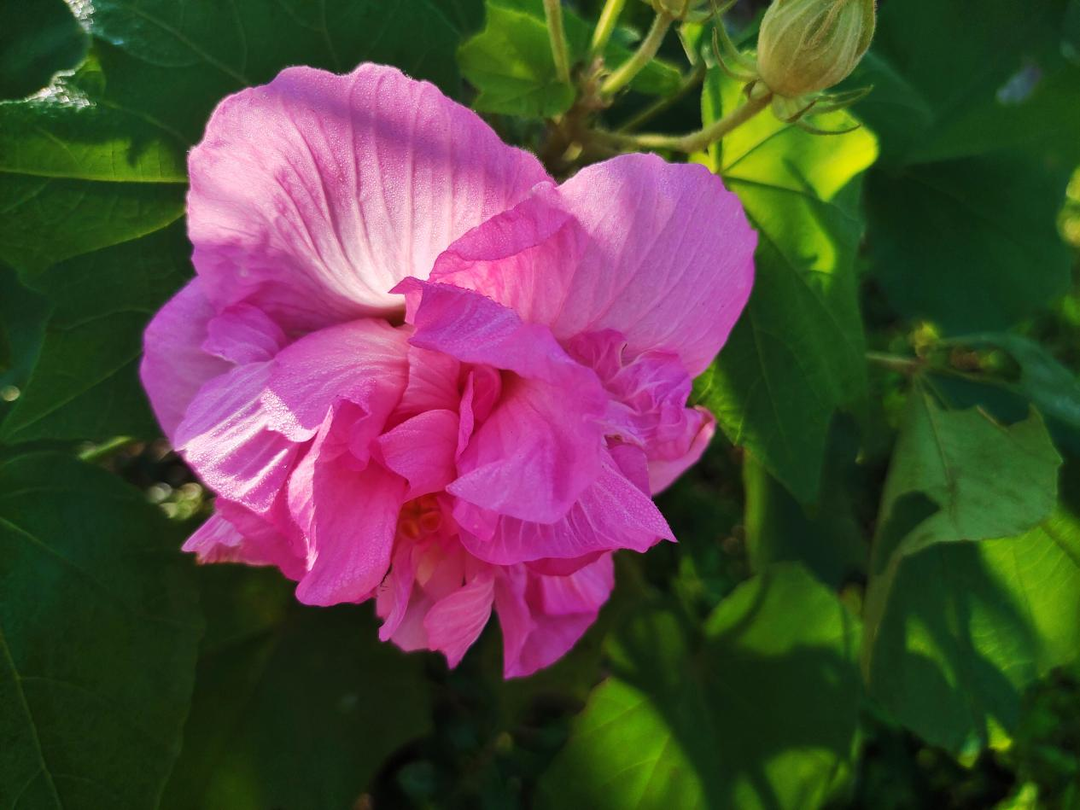 大美桂阳·每日一景I芙蓉花开 美不胜收