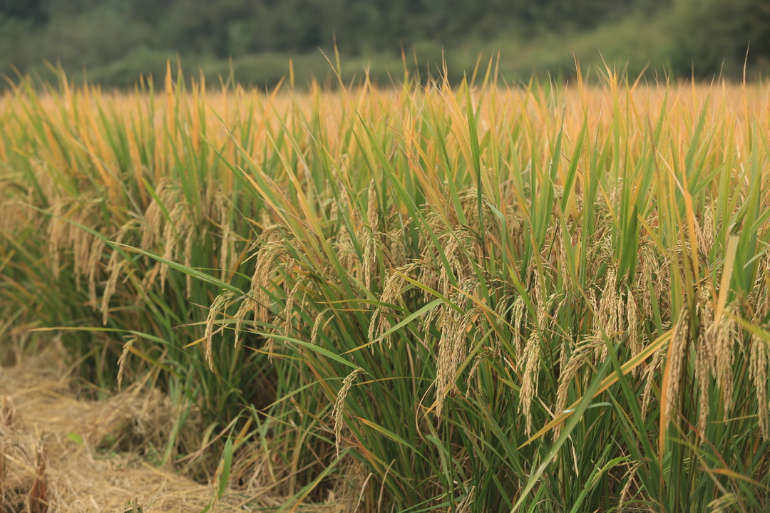 桂阳：30万亩晚稻喜丰收  稻秆沃土良田“进补”