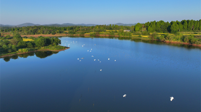 白鹭翩跹 “湿”情画意