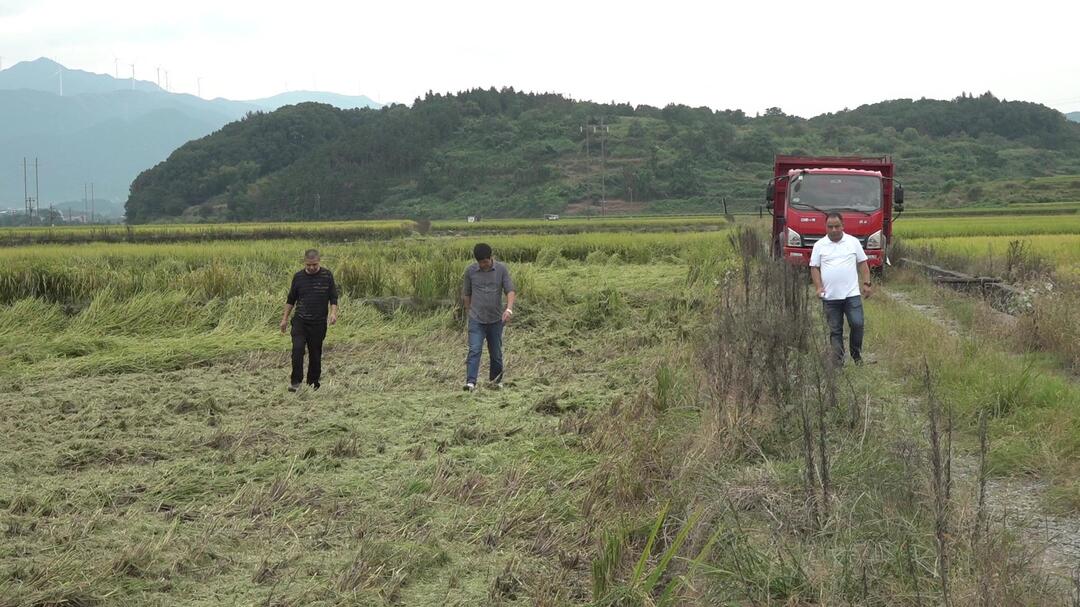 打好“发展六仗” | 我县规范水稻机械化收割控茬作业  确保粮食颗粒归仓