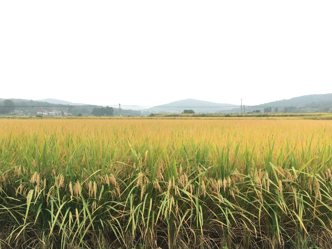 打好“发展六仗”| 樟市镇秋收好“丰”景  绘就乡村振兴新画卷