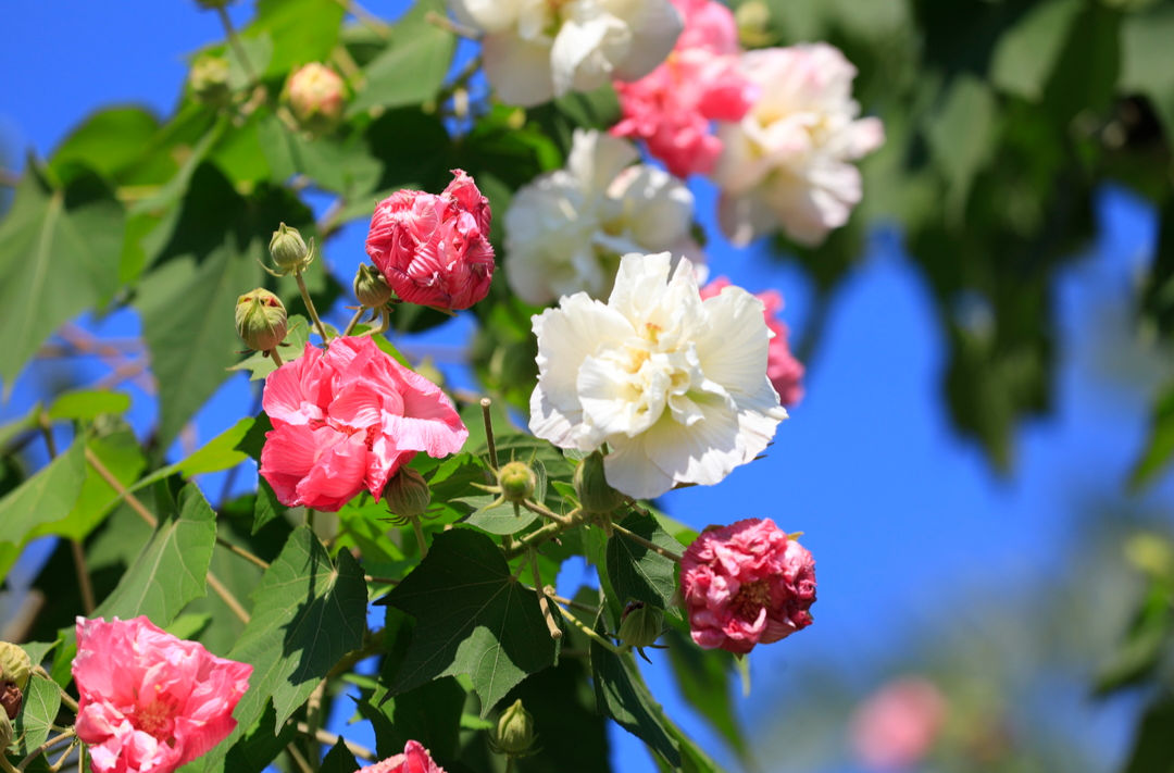 “荷光秋色”陆地绽   十里芙蓉染金秋