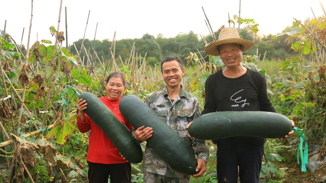 桂阳：“订单冬瓜”喜丰收 “冬闲田”变“丰收地”