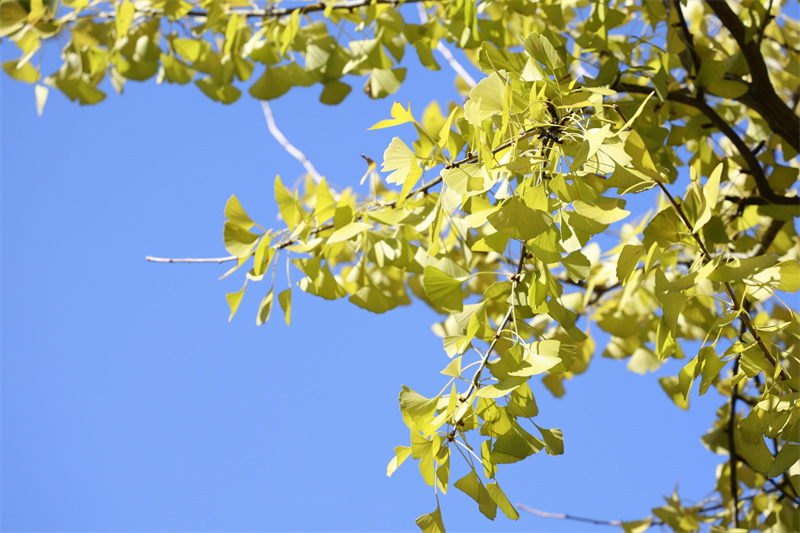 银杏黄了！桂阳银杏即将迎来最佳观赏期