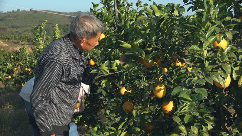打好“发展六仗” | 浩塘镇：脐橙丰收 甜了果农心
