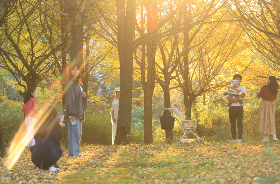 桂阳：银杏渐染满目金 游人“踏金”入画来