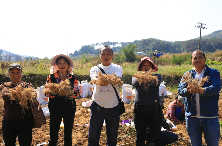 打好“发展六仗”|我县 6.5万亩玉竹丰收 年产值9亿元