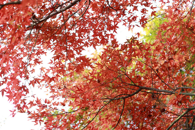 大美桂阳 | 县农科所：“枫”景如画  层林尽染