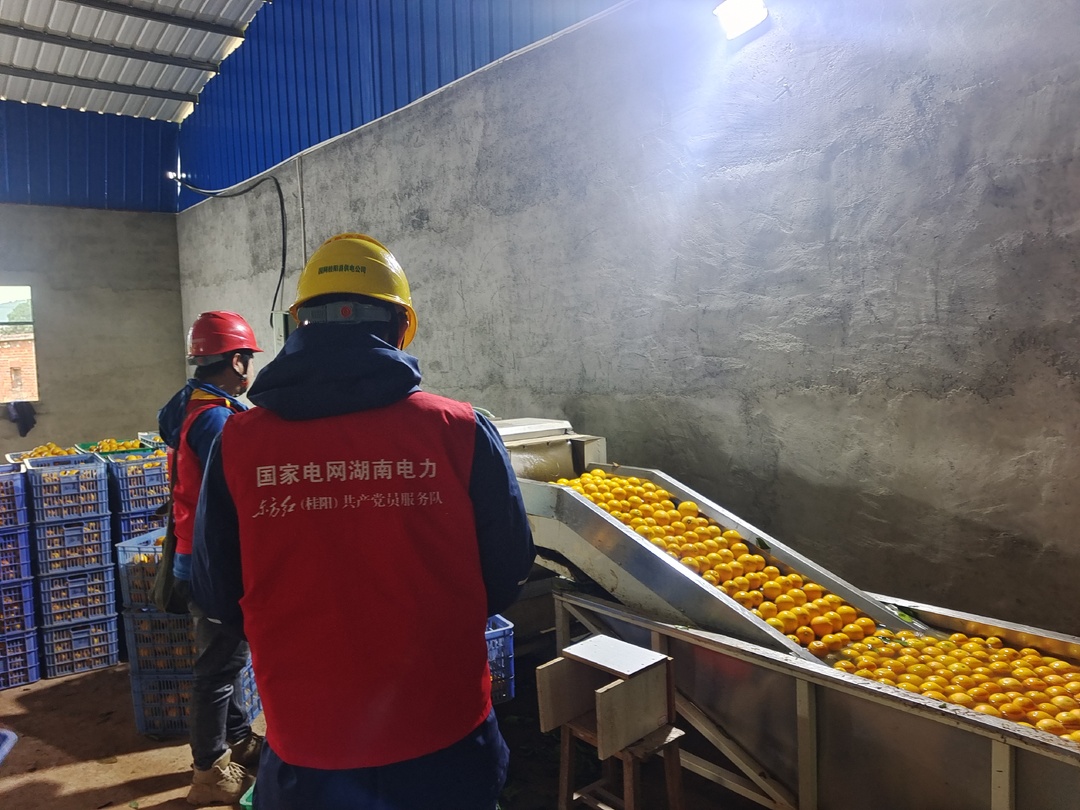 甜橙丰收正当时 电力护航助丰收