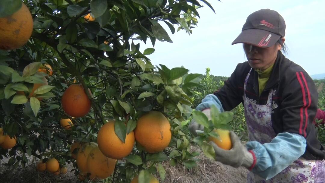 打好“发展六仗” |  浩塘镇：脐橙丰收却遇销路不旺  “橙”意助农共渡难关