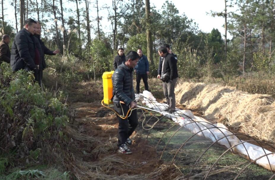 龙潭街道开展铲除烤烟杂劣品种行动