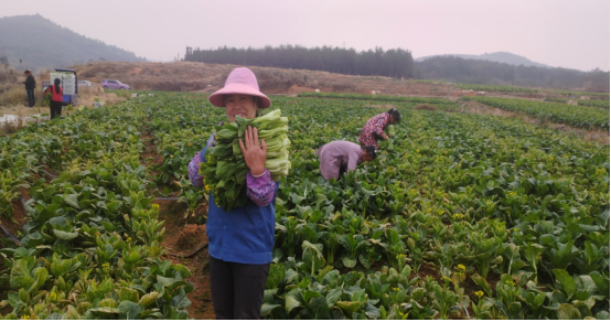 樟市镇：百亩菜心迎丰收    村民种出好日子