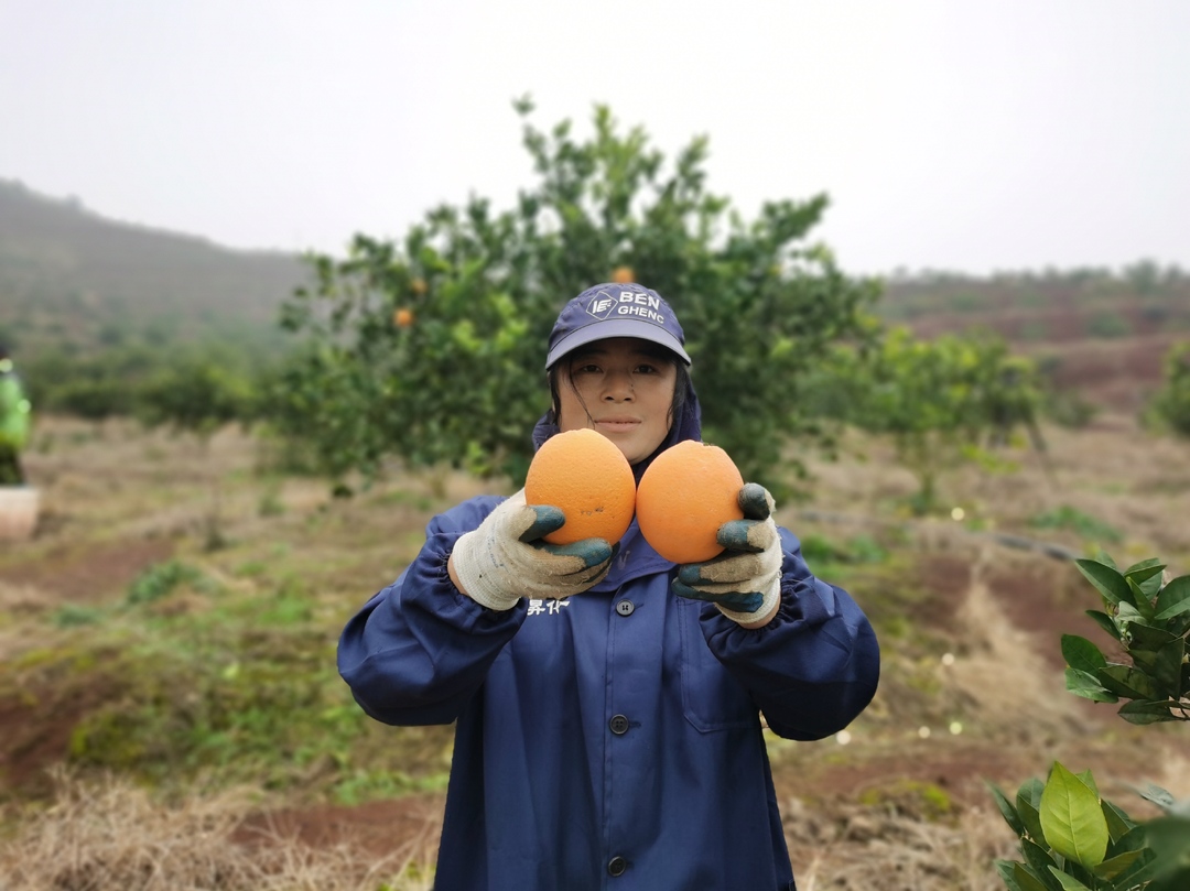 联播微公益 |  浩塘镇扫村村脐橙丰收   果农愁销路