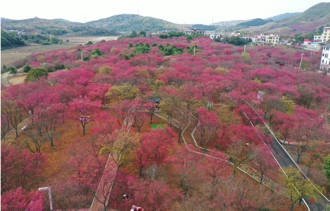 古郡展新颜 幸福桂阳年桂阳樱花园寒绯樱绽放 游人共赴“满园春色”