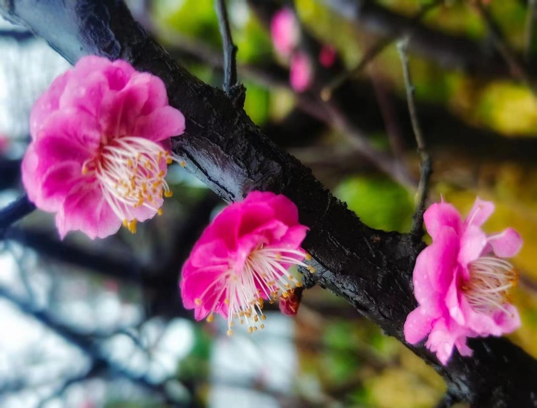 美景如画 | 桂阳：梅花悄然绽放