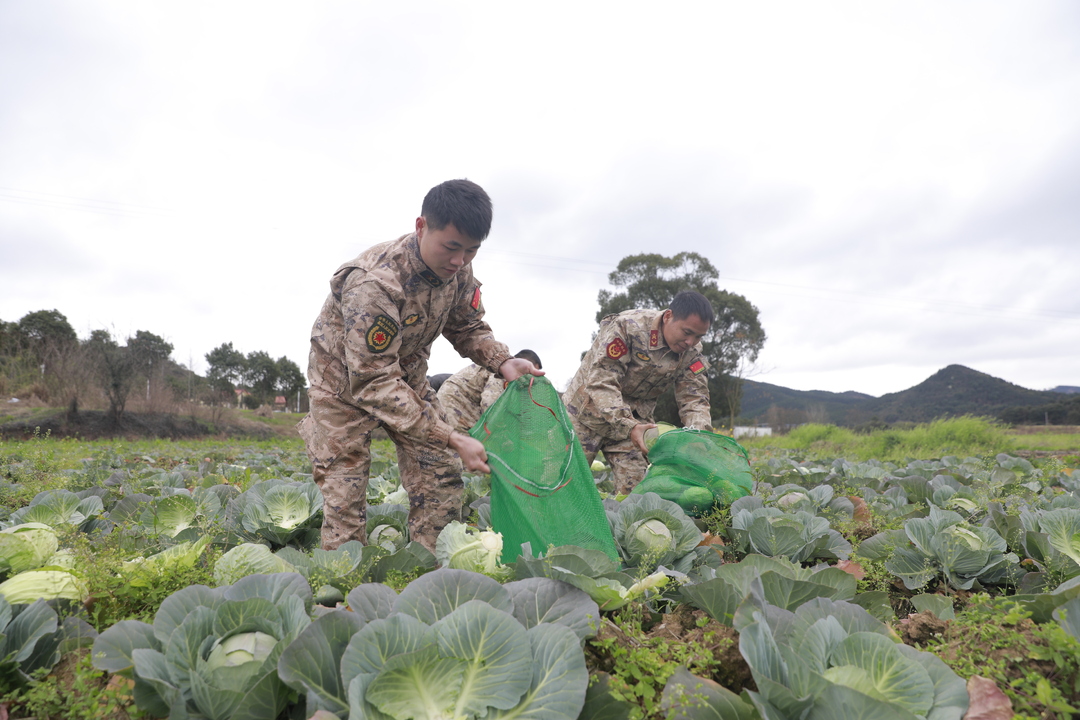 应对低温雨雪天气 | 桂阳：寒潮来袭 军地联合守护“菜篮子”