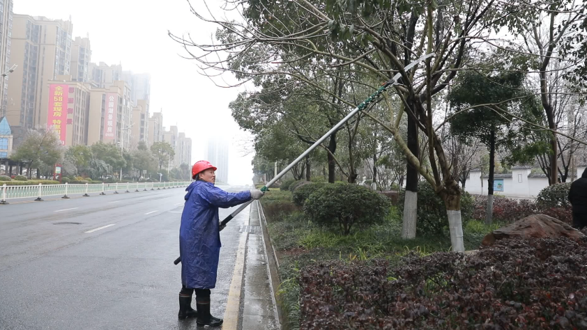 应对低温雨雪天气 | 县园林绿化服务中心：清理苗木安全隐患 保障市民出行通畅
