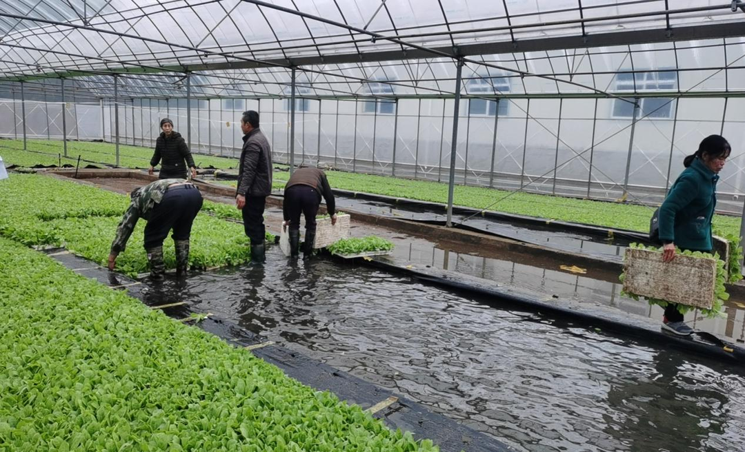 组图 | 桂阳县樟市镇：烟苗移栽正当时