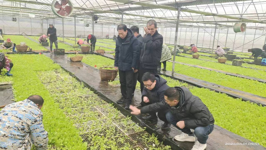 洋市镇：创新模式做好烟苗发放工作