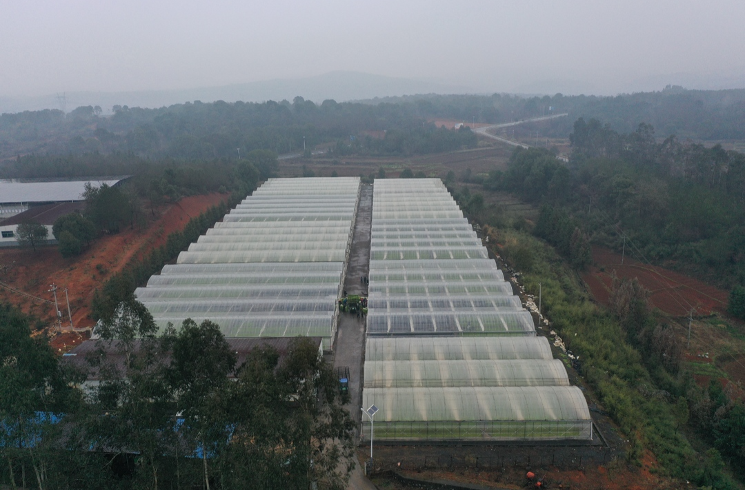 人勤春早 | 我县24.53万亩烤烟烟苗寄栽忙