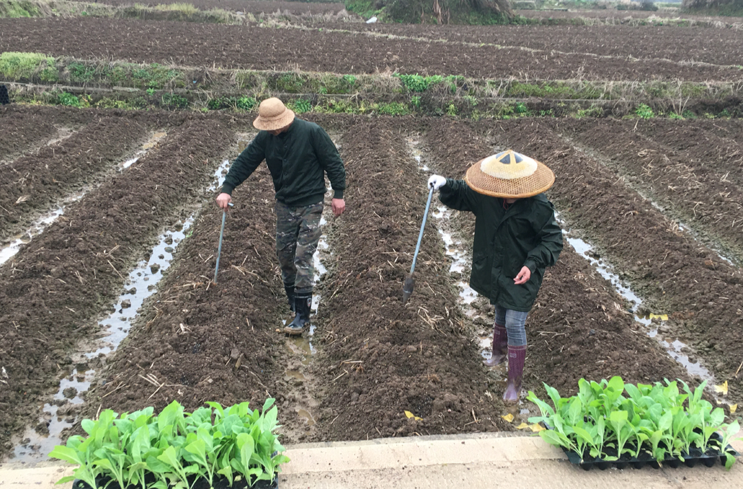 樟市镇：抢抓农时  3.5万亩烟苗移栽正当时