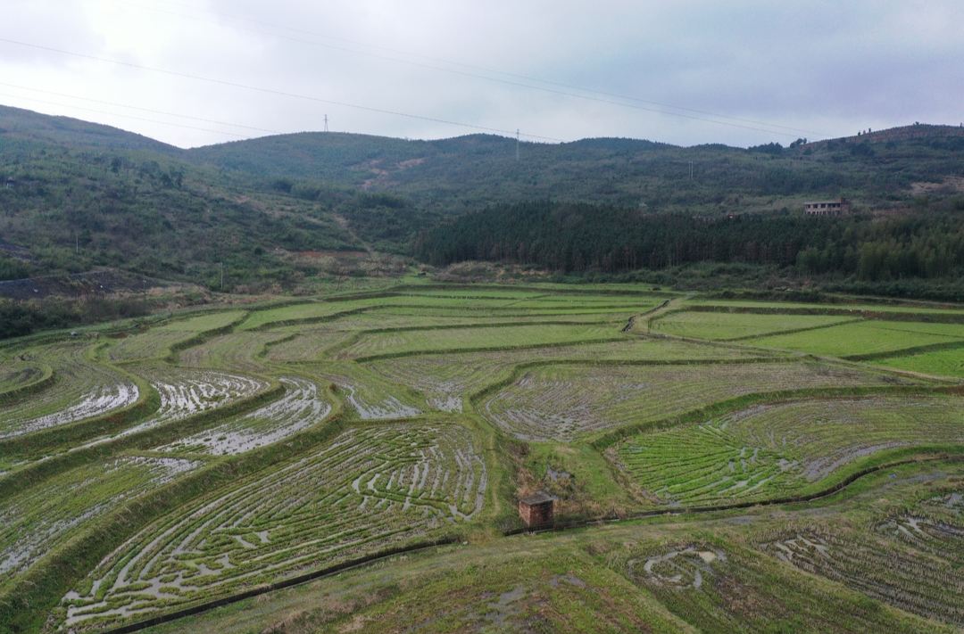 人勤春早｜6.6万亩早稻启动育秧    “工厂化”集中育秧助力春耕