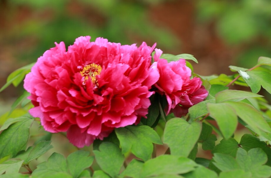 舂陵江镇：“南国牡丹”渐次开 争奇斗艳醉游人