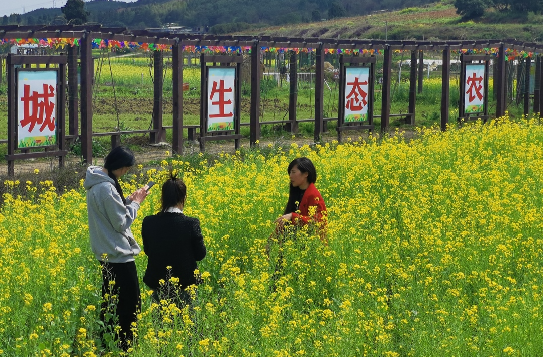 桂阳县“美丽乡村·多彩朝阳”油菜花节正式开幕