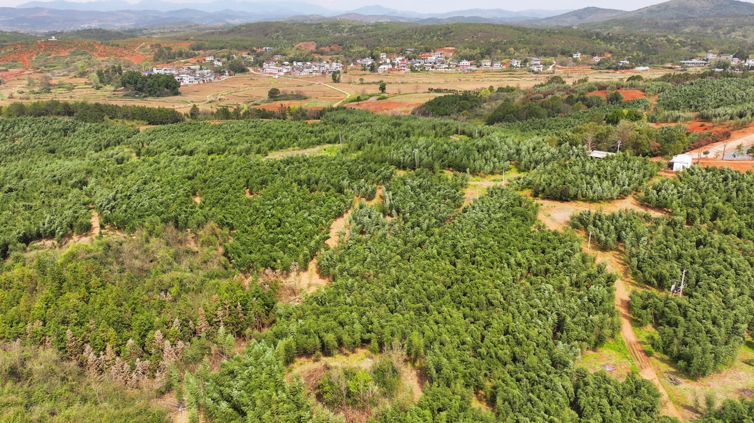 人勤春早 | 漫山雷竹笋喜丰收 走出绿色增收致富路