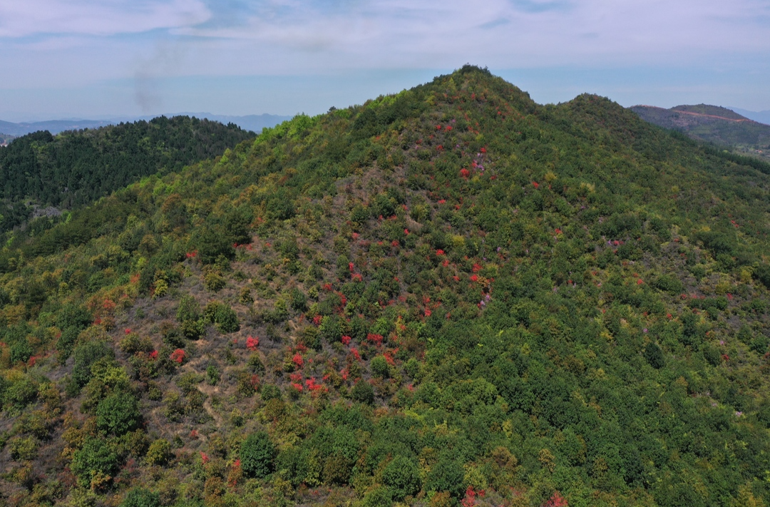 山中春来晚 杜鹃始盛开