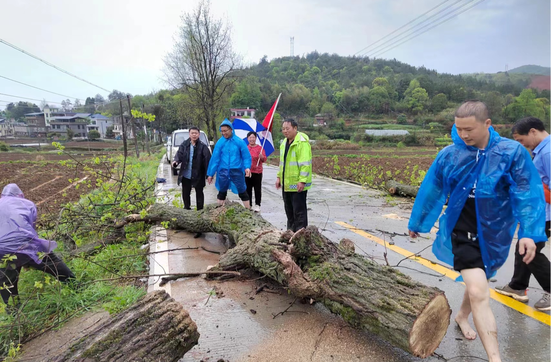 洋市镇：疾风骤雨树倒拦路  “三长”及时清障保平安