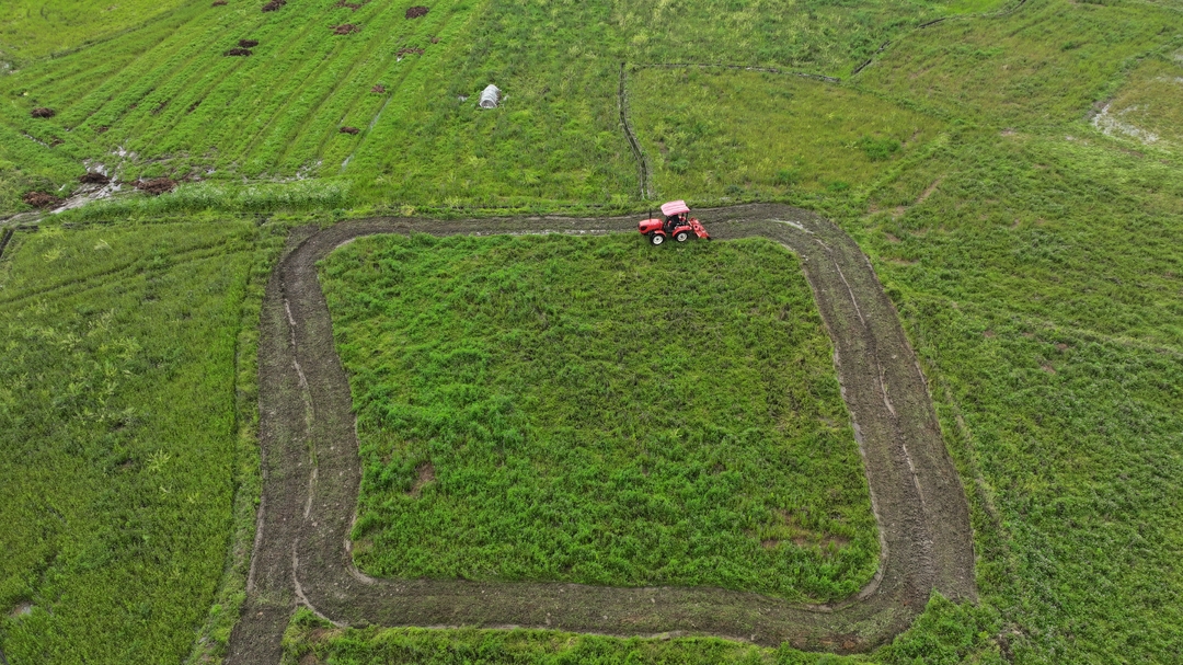 以草防草  绿肥增肥  力促绿色农业可持续发展