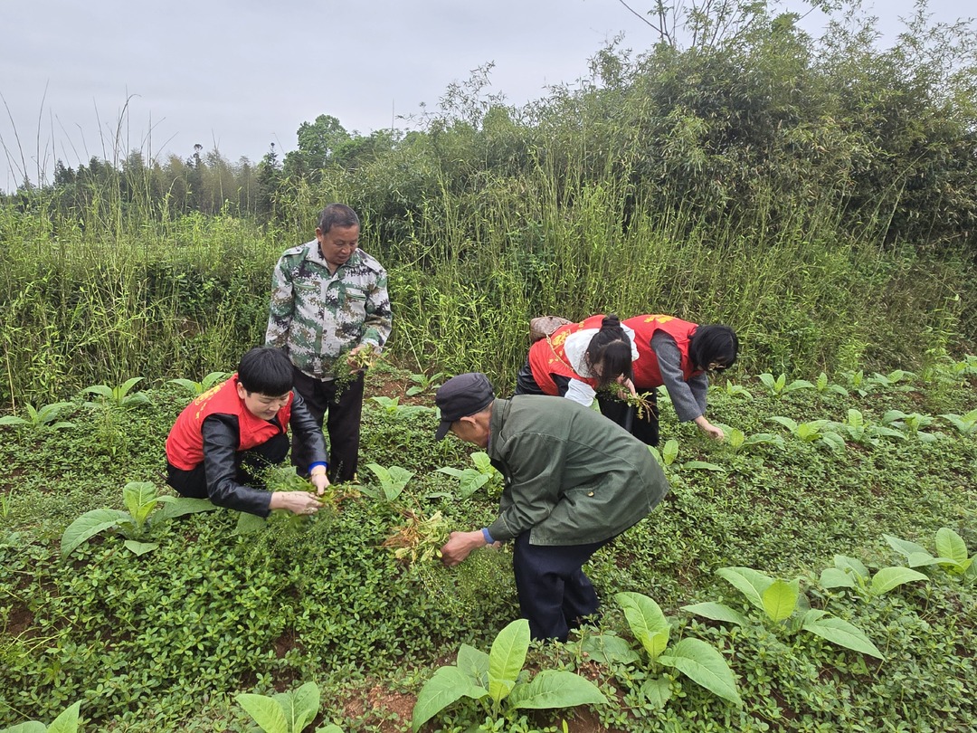 三月三荠菜蛋  志愿敬老送温情