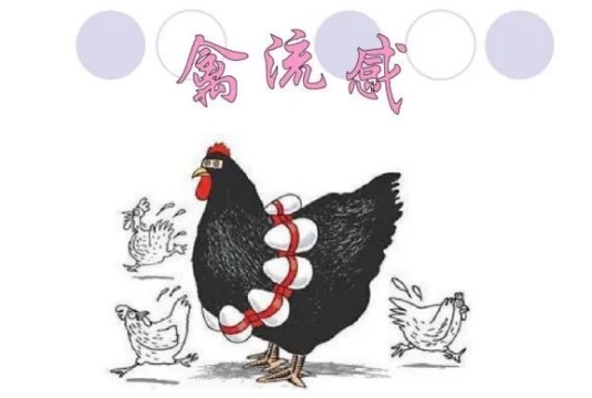 桂阳县疾控中心开展2024年禽流感监测工作