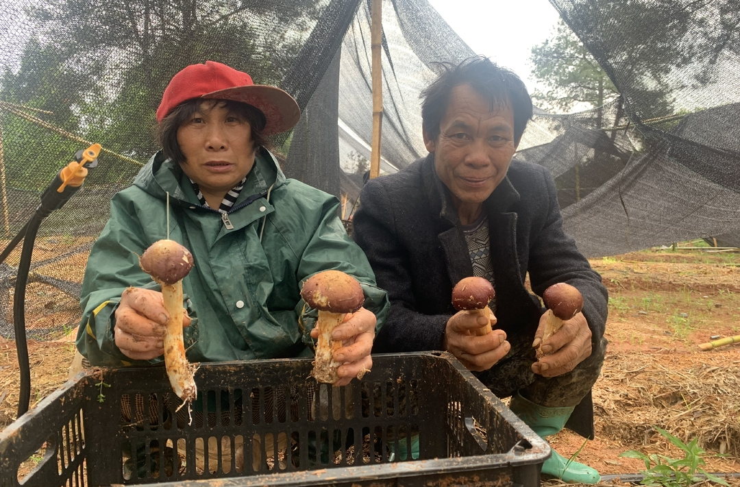 深入推进“六大新行动” 全面实施“八大行动”  舂陵江镇：村干部引领蘑菇种植  助力集体经济蓬勃发展