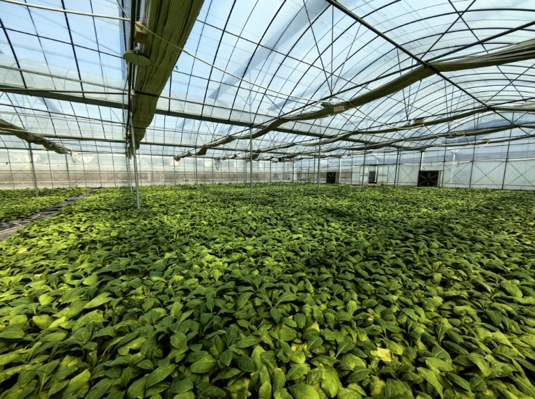 深入推进“六大新行动” 全面实施“八大行动” 丨21.5亿头蚜茧蜂放飞田间地头  以“蜂”克“蚜”防虫害