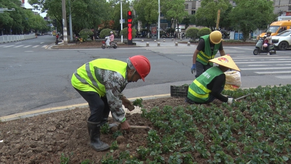 县城管局开展园林绿化养护工作