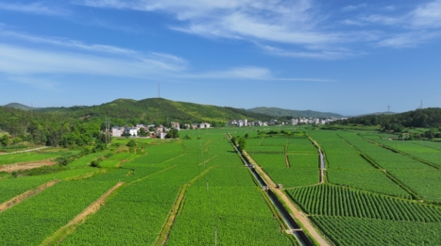 深入推进“六大新行动” 全面实施“八大行动”丨41亿头“益虫卫士”织起生态防控网 护农田保增收