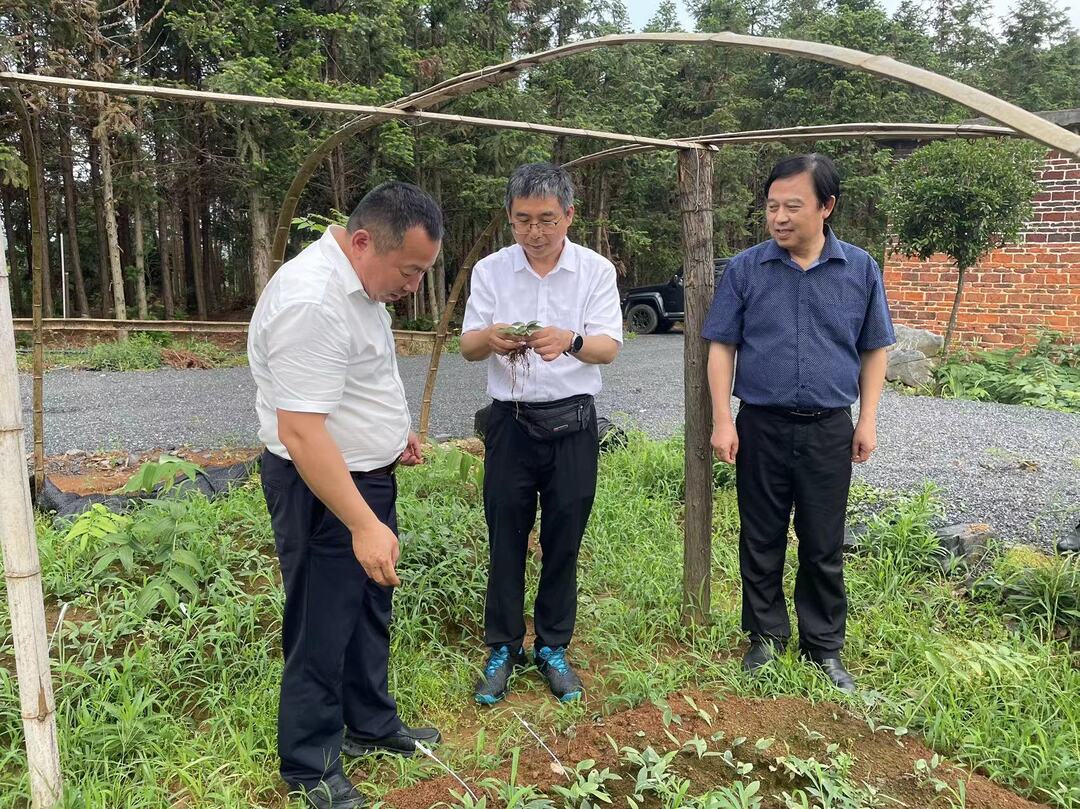 湘赣粤港澳中医药全产业链协同发展联盟来我县考察调研中药材产业发展工作