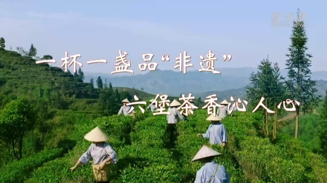 文化中国行｜一杯一盏品“非遗” 六堡茶香沁人心
