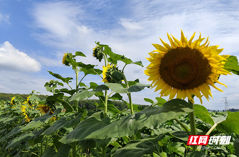 桂阳益虫军团，给农作物“治未病”