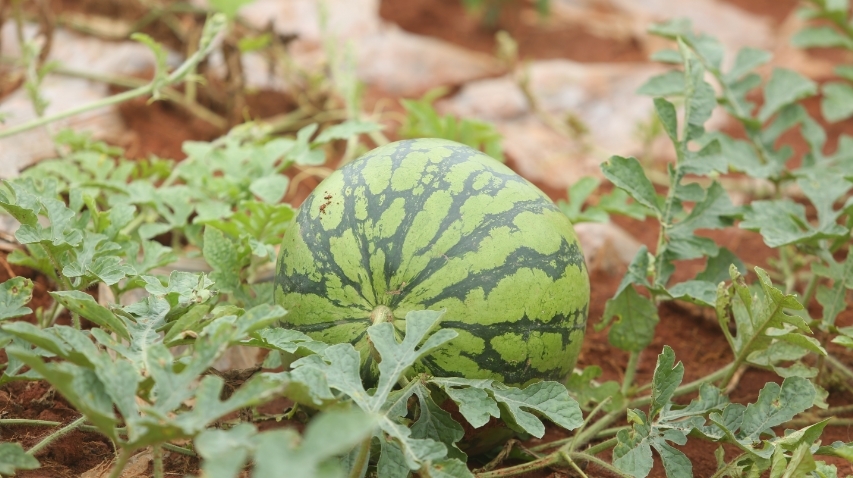 荒山坡地变果园  硕果累累日子甜