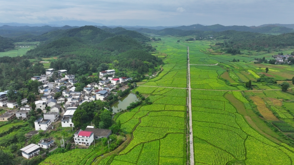 深入推进“六大新行动”全面实施“八大行动”丨我县24万亩烟叶开烤   生物质燃料"绿色烤房"助力降本增效